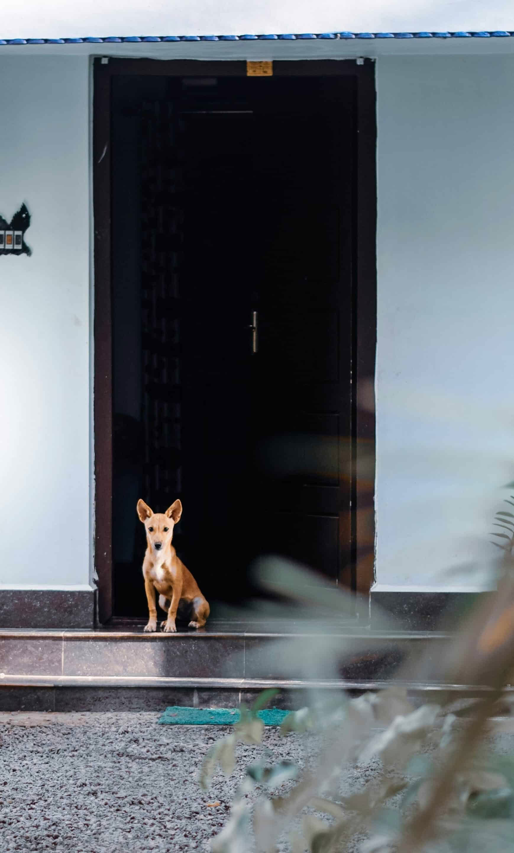 dog in a door way